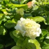 Grand Duke Jasmine Live Plant – Fragrant Gardenia Jasminoides 2 Ft Tall in 6 Inch Pot - Image 1