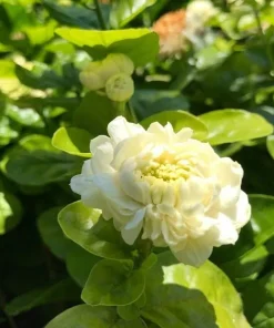 Grand Duke Jasmine Live Plant – Fragrant Gardenia Jasminoides 2 Ft Tall in 6 Inch Pot - Image 1