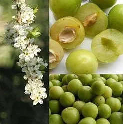 Green Gage Plum Tree - Sweet Dessert Fruit Live Plant - 2 to 3 Feet Tall - Image 2