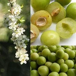 Green Gage Plum Tree - Sweet Dessert Fruit Live Plant - 2 to 3 Feet Tall - Image 2