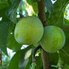 Green Gage Plum Tree - Sweet Dessert Fruit Live Plant - 2 to 3 Feet Tall - Image 1