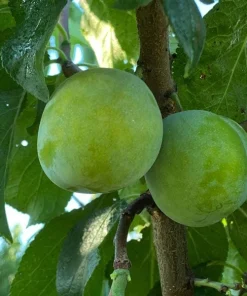 Green Gage Plum Tree - Sweet Dessert Fruit Live Plant - 2 to 3 Feet Tall - Image 1