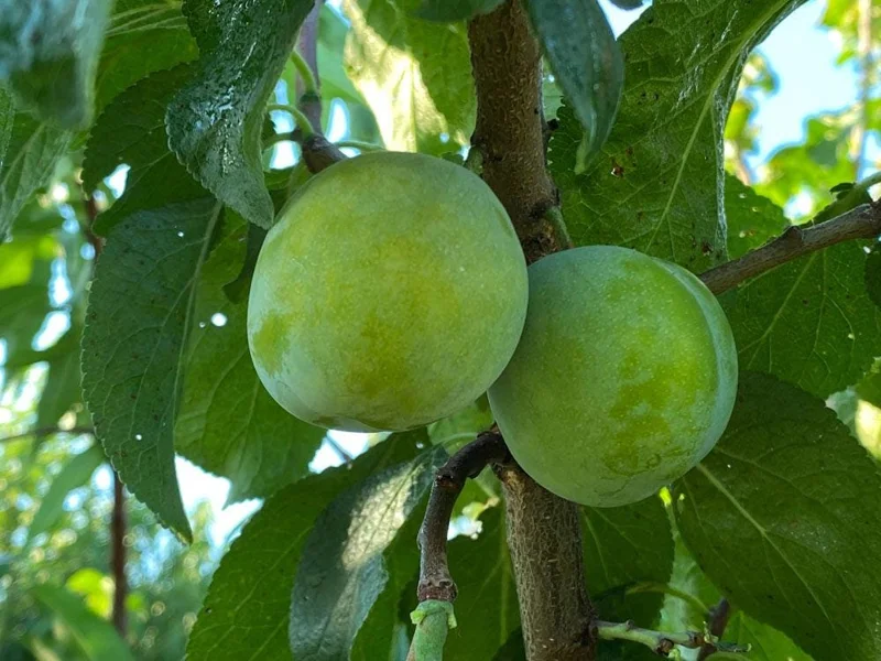 Green Gage Plum Tree - Sweet Dessert Fruit Live Plant - 2 to 3 Feet Tall - Image 1