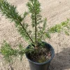 Grevillea 'Pink Pearl' Live Plant – 1ft Tall – 1 Gallon Pot – Outdoor Shrub - Image 1