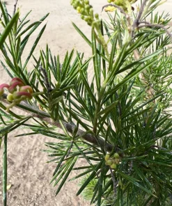 Grevillea 'Pink Pearl' Live Plant – 1ft Tall – 1 Gallon Pot – Outdoor Shrub - Image 2