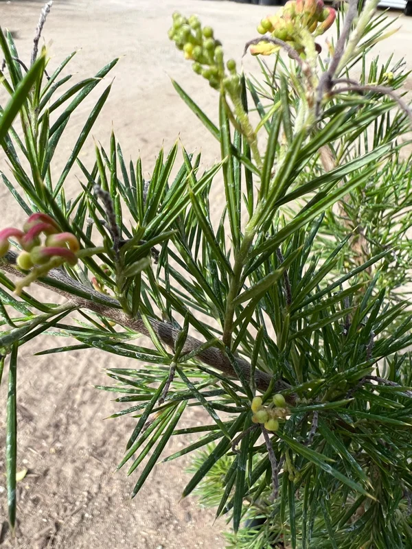 Grevillea 'Pink Pearl' Live Plant – 1ft Tall – 1 Gallon Pot – Outdoor Shrub - Image 2