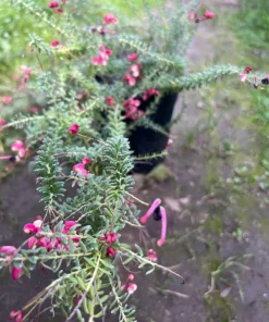 Grevillea Poorinda Leane Live Plant – 1 Gallon – 1ft Tall – Outdoor Shrub - Image 2
