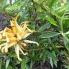 Grevillea Poorinda Leane Live Plant – 1 Gallon – 1ft Tall – Outdoor Shrub - Image 1