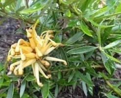 Grevillea Poorinda Leane Live Plant – 1 Gallon – 1ft Tall – Outdoor Shrub - Image 1