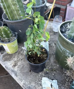 Guamuchil Live Plant - Pithecellobium Dulce - 1 Foot Tall - Ships in 6 inch Pot - Image 2