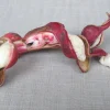Guamuchil Live Plant - Pithecellobium Dulce - 1 Foot Tall - Ships in 6 inch Pot - Image 1