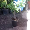Guamuchil Pithecellobium Dulce Live Plant - 2 to 3 Feet Tall in 3 Gallon Pot - Image 1