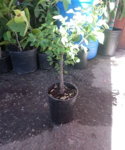 Guamuchil Pithecellobium Dulce Live Plant - 2 to 3 Feet Tall in 3 Gallon Pot - Image 1