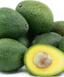Gwen Avocado Tree - 1 Ft Tall Grafted Live Plant - Outdoor Fruit Tree - Image 1
