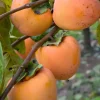 Hachiya Persimmon Tree – Live Plant – 3-4 ft Tall Grafted – Ships in 3 Gal Pot - Image 1