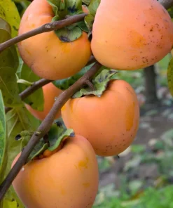 Hachiya Persimmon Tree – Live Plant – 3-4 ft Tall Grafted – Ships in 3 Gal Pot - Image 1