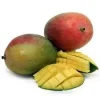 Haden Mango Tree - Grafted Live Plant, 1-2 Ft Tall, Ships in 3 Gallon Pot - Image 1