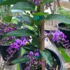 Hardenbergia Violacea Vine - Purple Lilac Vine - 3-4 ft Tall - Ship in 3 Gallon Pot - Image 1
