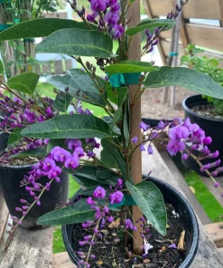 Hardenbergia Violacea Vine - Purple Lilac Vine - 3-4 ft Tall - Ship in 3 Gallon Pot - Image 1