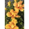 Hibiscus 'Crown of Bohemia' Live Plant – 1 Gallon Pot – Outdoor Shrub - Image 1