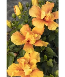 Hibiscus 'Crown of Bohemia' Live Plant – 1 Gallon Pot – Outdoor Shrub - Image 1