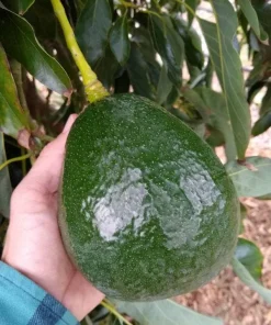 Holiday Avocado Tree Live Plant - 1 Ft Tall Grafted Dwarf Fruit Tree - Image 1