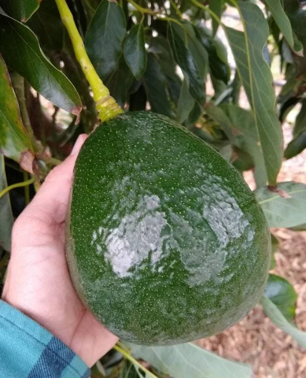 Holiday Avocado Tree Live Plant - 1 Ft Tall Grafted Dwarf Fruit Tree - Image 1