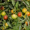 Honey Jar Jujube Live Tree – Grafted – 3 ft Tall – Ship in 3 Gallon Pot - Image 1