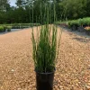 Horsetail Reed Live Plant – Equisetum Hyemale – 1 Gallon Pot – Outdoor Aquatic - Image 1
