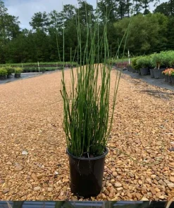 Horsetail Reed Live Plant – Equisetum Hyemale – 1 Gallon Pot – Outdoor Aquatic - Image 1