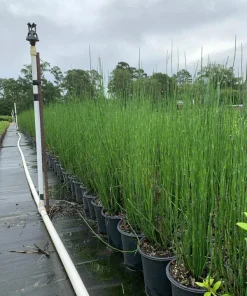 Horsetail Reed Live Plant – Equisetum Hyemale – 1 Gallon Pot – Outdoor Aquatic - Image 2
