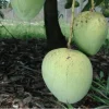 Ice Cream Mango Tree Live Plant - Grafted, 1-2 ft Tall - Image 1