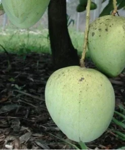 Ice Cream Mango Tree Live Plant - Grafted, 1-2 ft Tall - Image 1