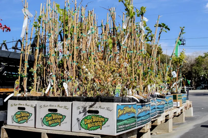 Illinois Everbearing Mulberry Live Plant – 3-4 ft Tall Fruit Tree – Cold Hardy - Image 2