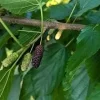 Illinois Everbearing Mulberry Live Plant – 3-4 ft Tall Fruit Tree – Cold Hardy - Image 1