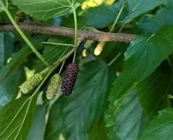 Illinois Everbearing Mulberry Live Plant – 3-4 ft Tall Fruit Tree – Cold Hardy - Image 1