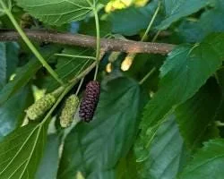 Illinois Everbearing Mulberry Live Plant – 3-4 ft Tall Fruit Tree – Cold Hardy - Image 1