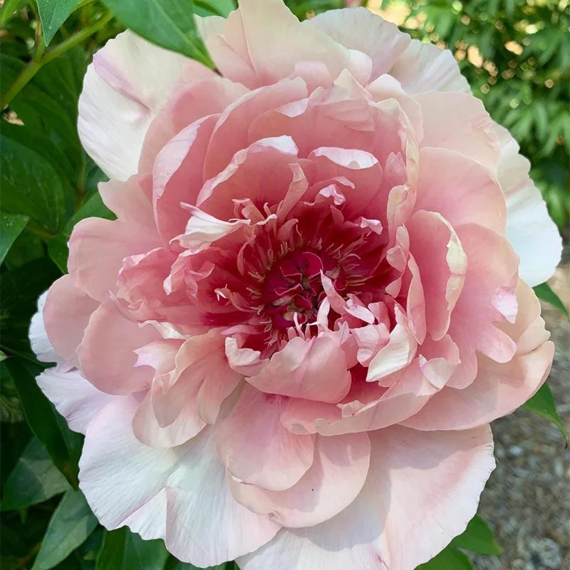 Itoh Peony Lacey Ryan Live Plant – Pink Flowers, 1 ft Tall, Deer Resistant - Image 2