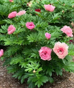 Itoh Peony Lacey Ryan Live Plant – Pink Flowers, 1 ft Tall, Deer Resistant - Image 1