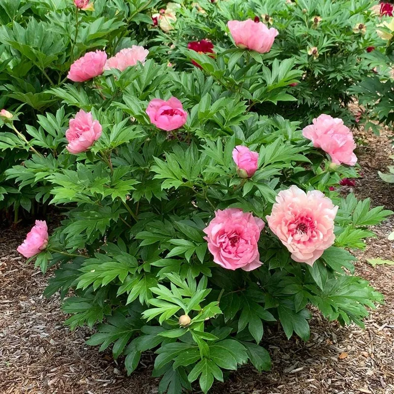Itoh Peony Lacey Ryan Live Plant – Pink Flowers, 1 ft Tall, Deer Resistant - Image 1