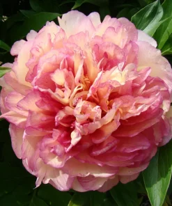 Itoh Peony Simply Scrumptious Live Plant - 1 Foot Tall - Ships in 6 Inch Pot - Image 2
