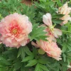 Itoh Peony Simply Scrumptious Live Plant - 1 Foot Tall - Ships in 6 Inch Pot - Image 1