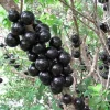 Jaboticaba Live Plant – Myrciaria Cauliflora Tree – 1-2 ft Tall – 3 Gallon Pot - Image 1