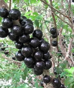 Jaboticaba Live Plant – Myrciaria Cauliflora Tree – 1-2 ft Tall – 3 Gallon Pot - Image 1