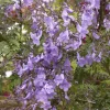 Jacaranda Tree Live Plant – 2-3 Feet Tall – 3 Gallon Pot – Outdoor Flowering Tree - Image 1