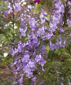 Jacaranda Tree Live Plant – 2-3 Feet Tall – 3 Gallon Pot – Outdoor Flowering Tree - Image 1