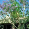 Jacaranda Tree Live Plant - 2 Feet Tall, 3 Gallon Pot - Outdoor Ornamental - Image 1