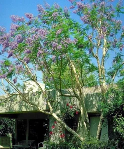 Jacaranda Tree Live Plant - 2 Feet Tall, 3 Gallon Pot - Outdoor Ornamental - Image 1