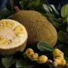 Jakfruit Grafted Tree – Live Plant – 1 to 2 Feet Tall – Tropical Fruit - Image 1