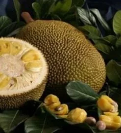 Jakfruit Grafted Tree – Live Plant – 1 to 2 Feet Tall – Tropical Fruit - Image 1